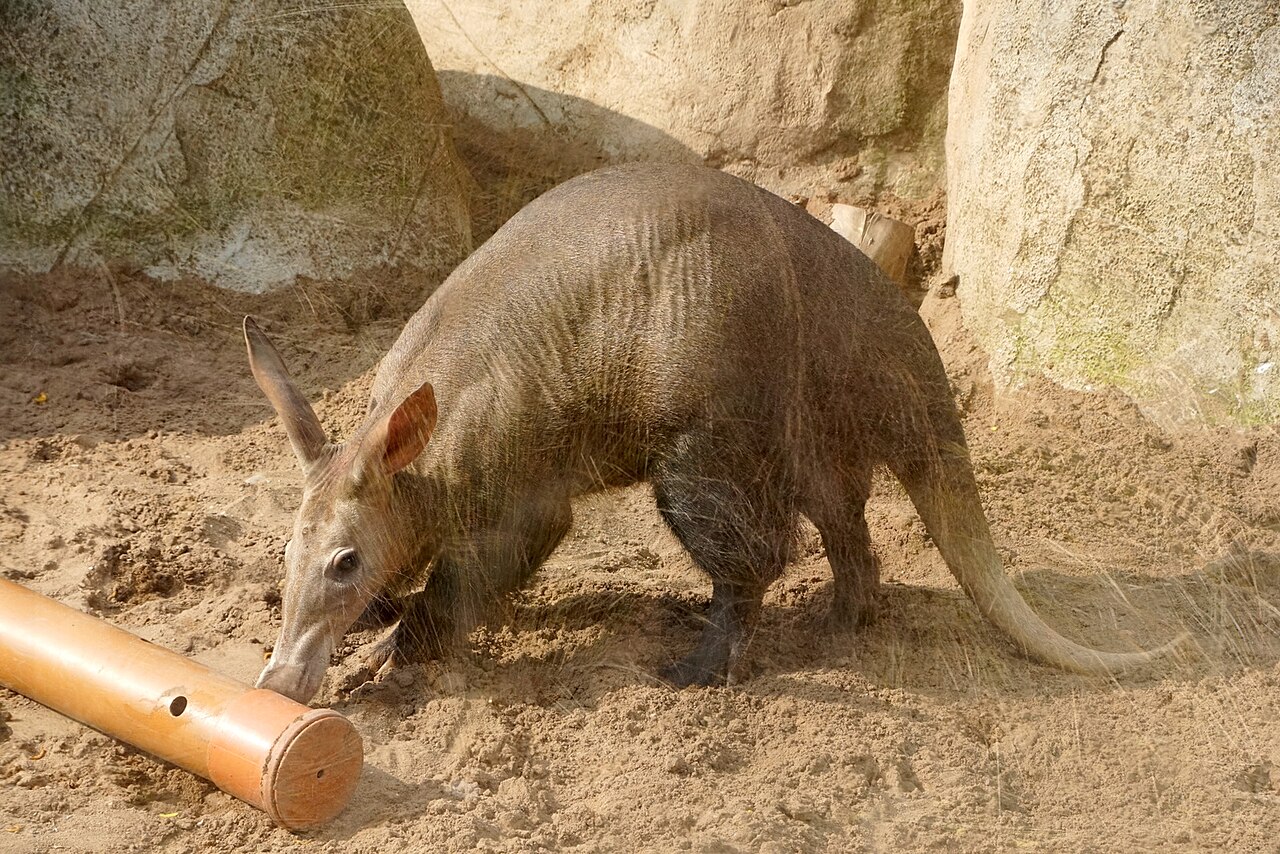 Aardvark
