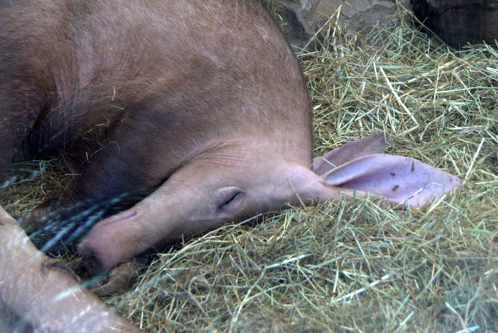 Aardvark