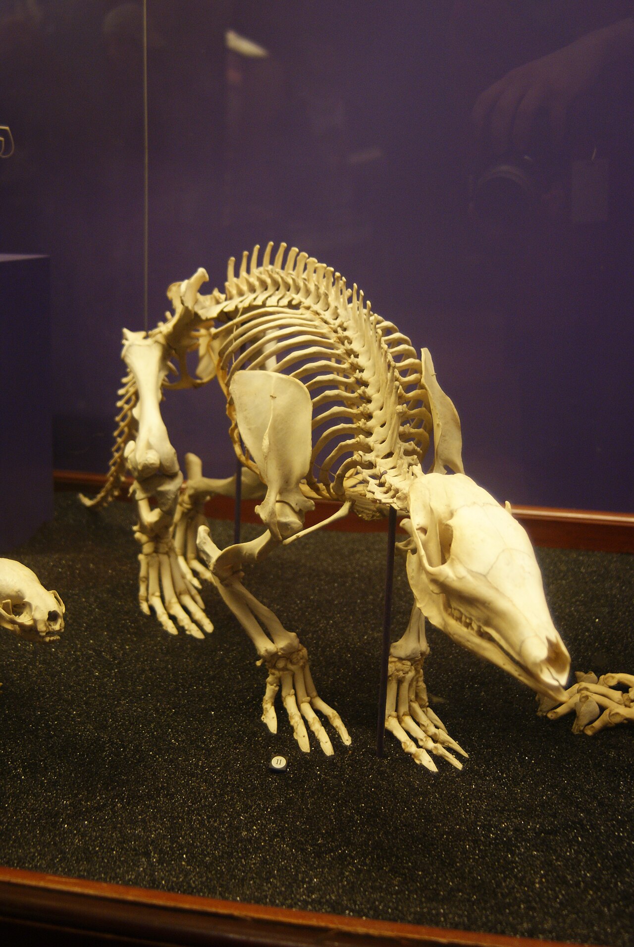 Aardvark
