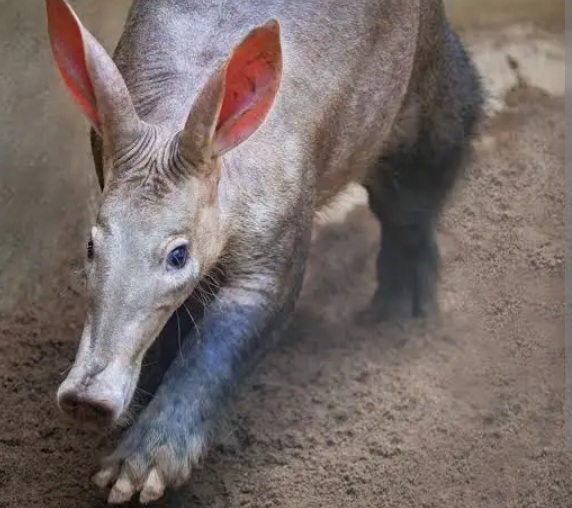 Aardvark