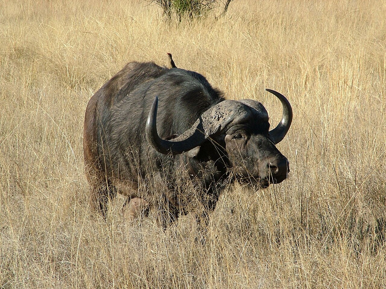 African buffalo