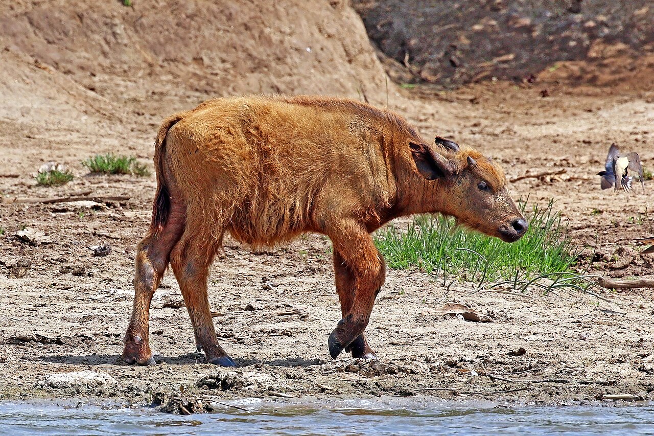 African buffalo