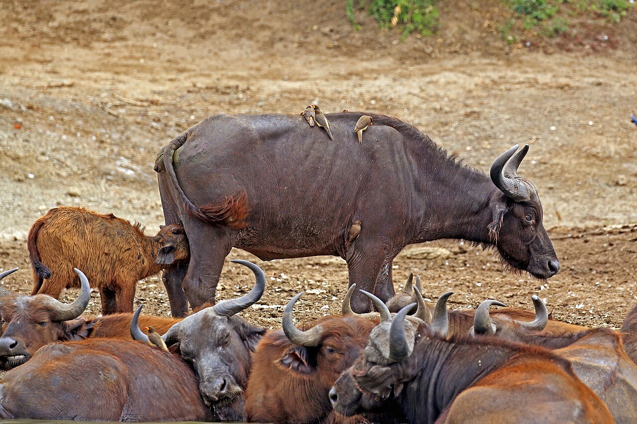 African buffalo