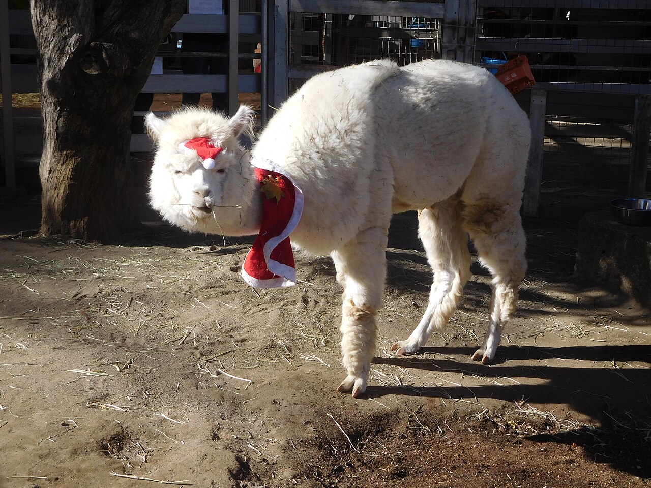 Alpaca