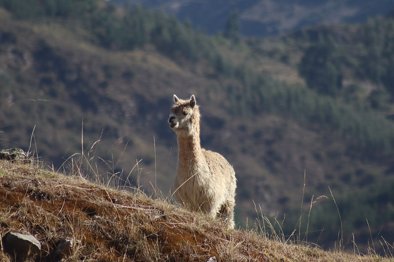 Alpaca