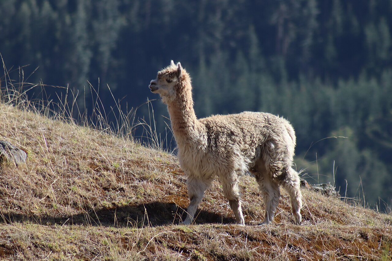 Alpaca