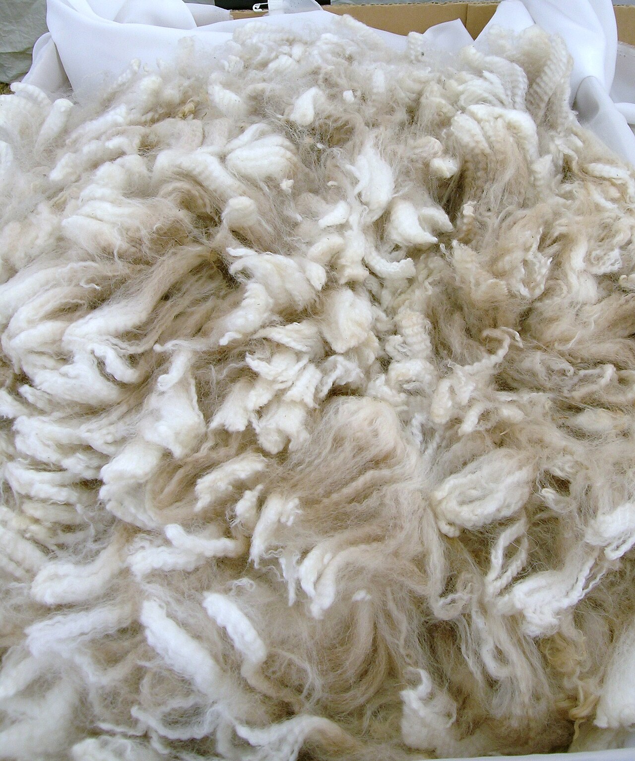 Alpaca