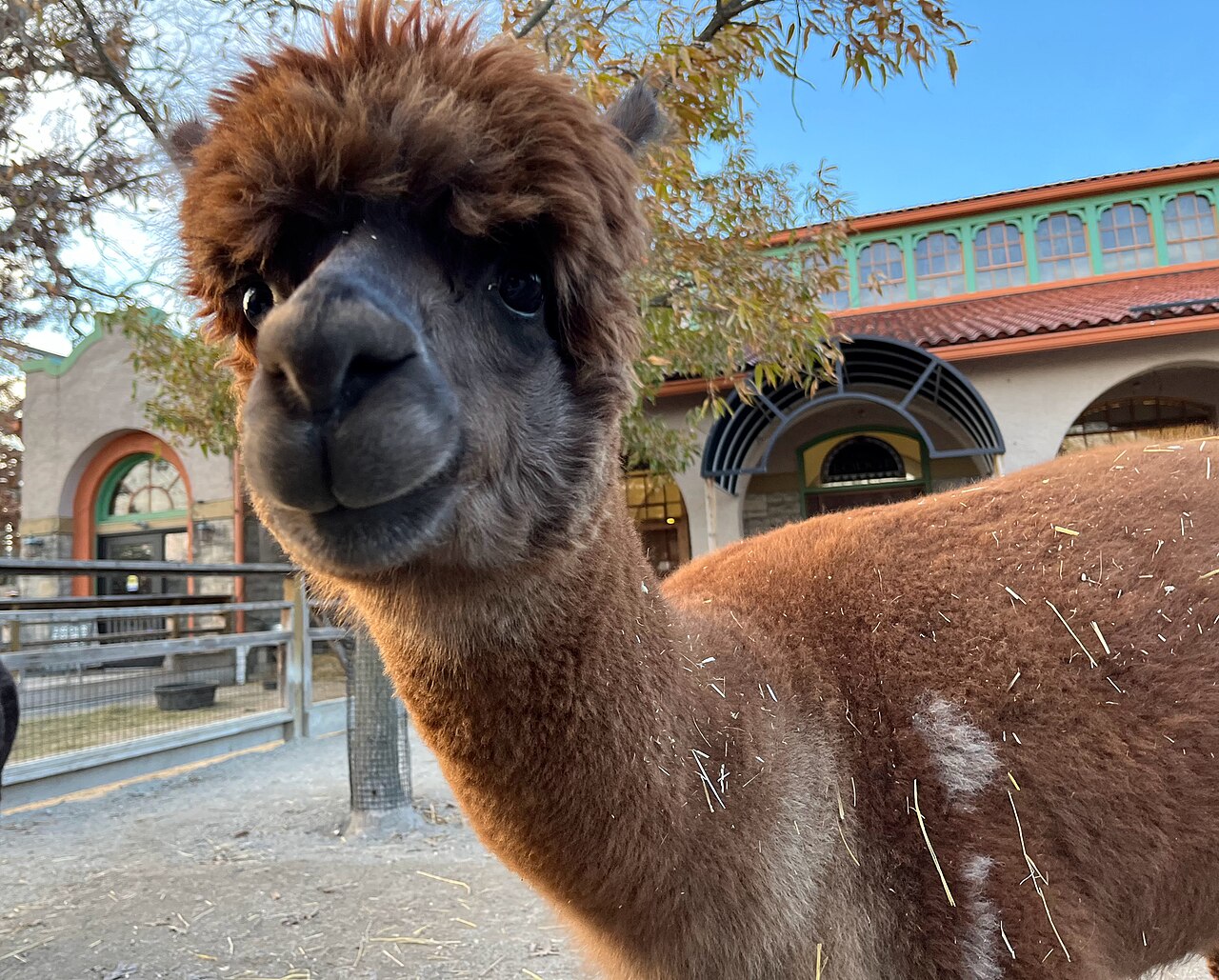 Alpaca