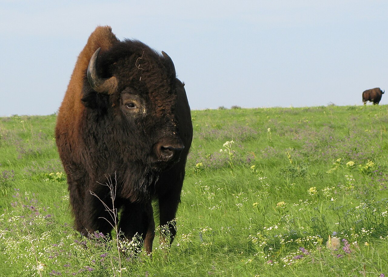 American bison