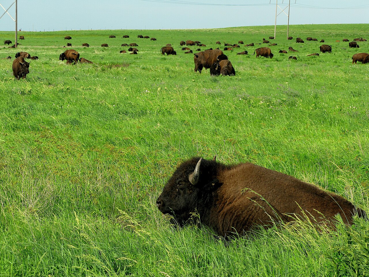 American bison