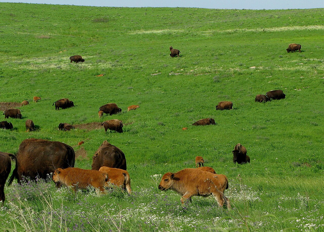 American bison