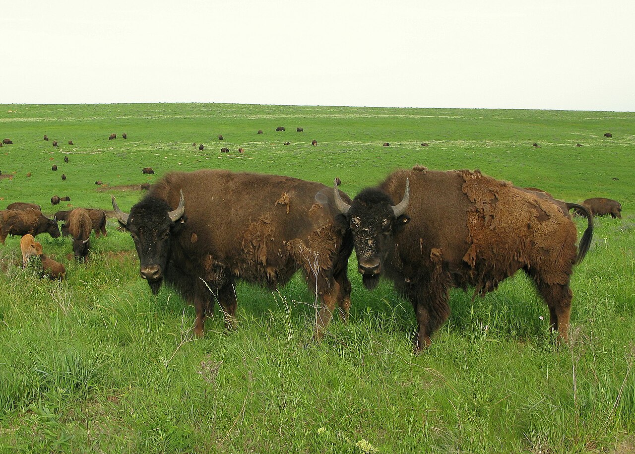 American bison