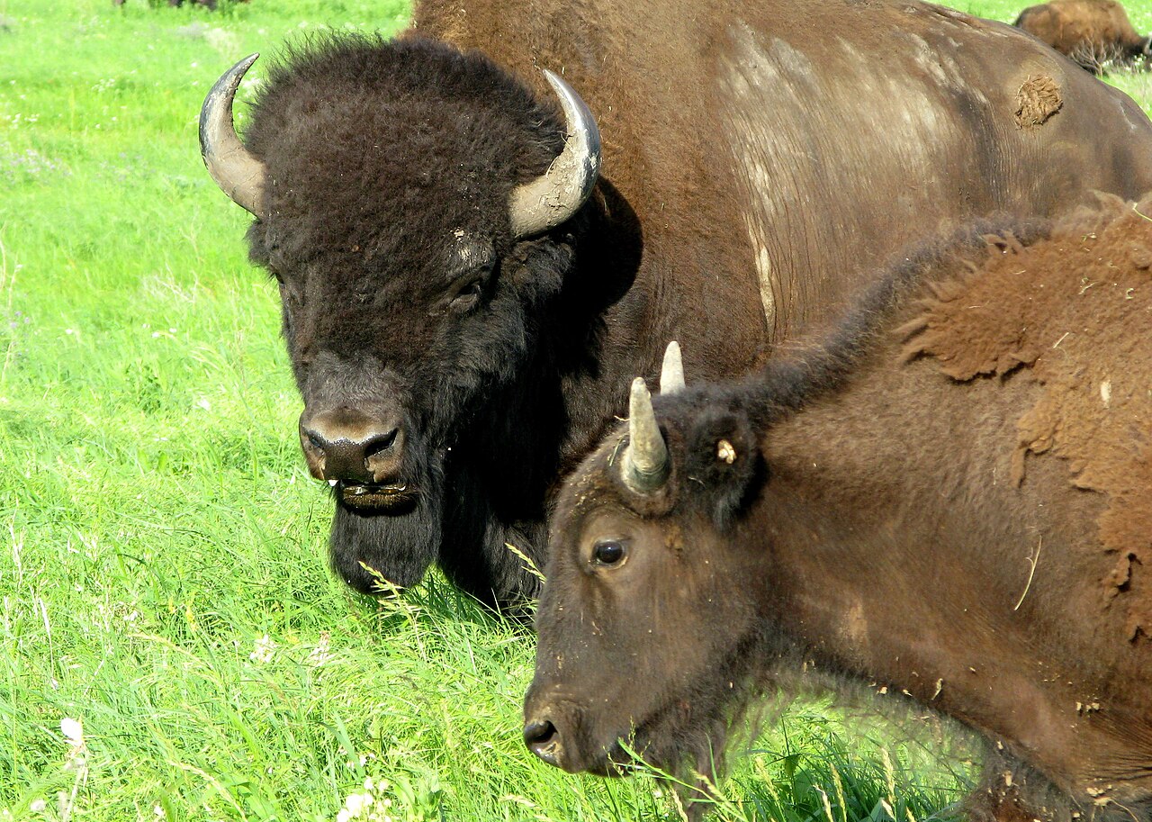 American bison