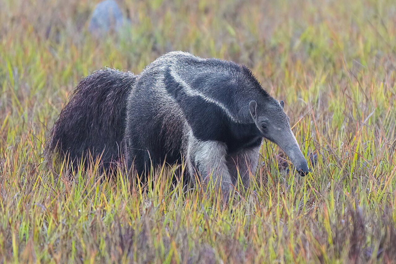 Anteater
