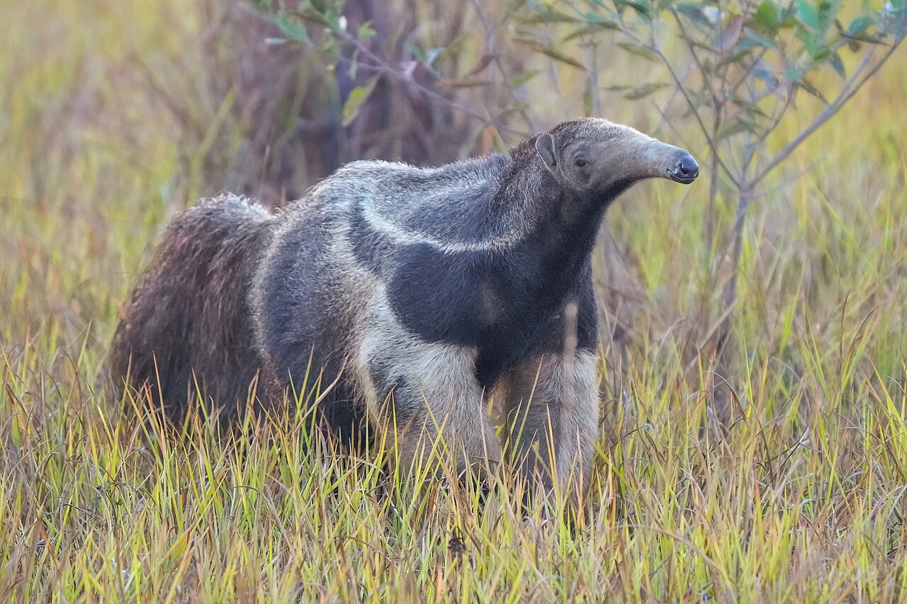 Anteater