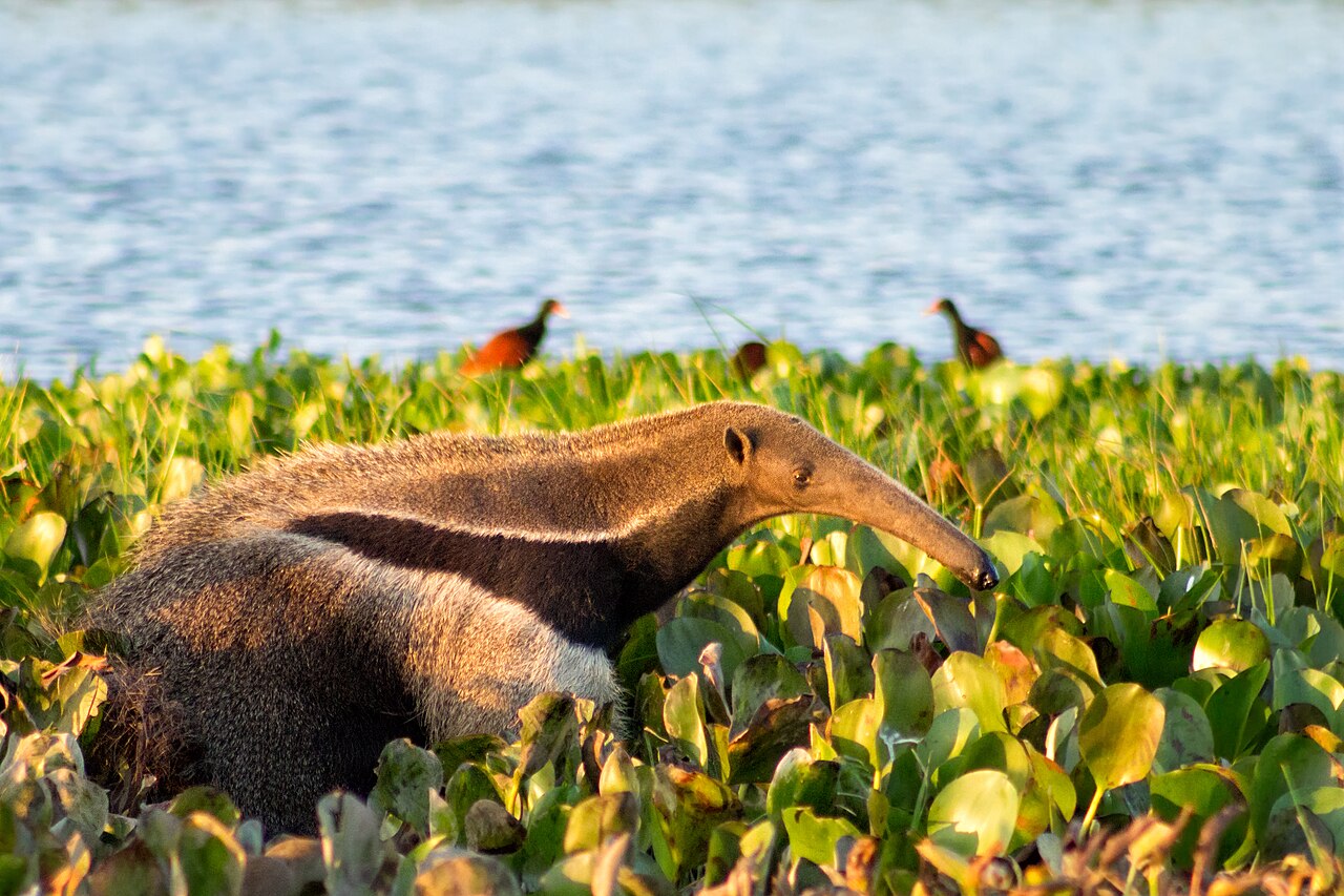 Anteater