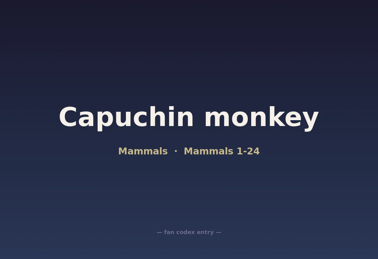 Capuchin monkey