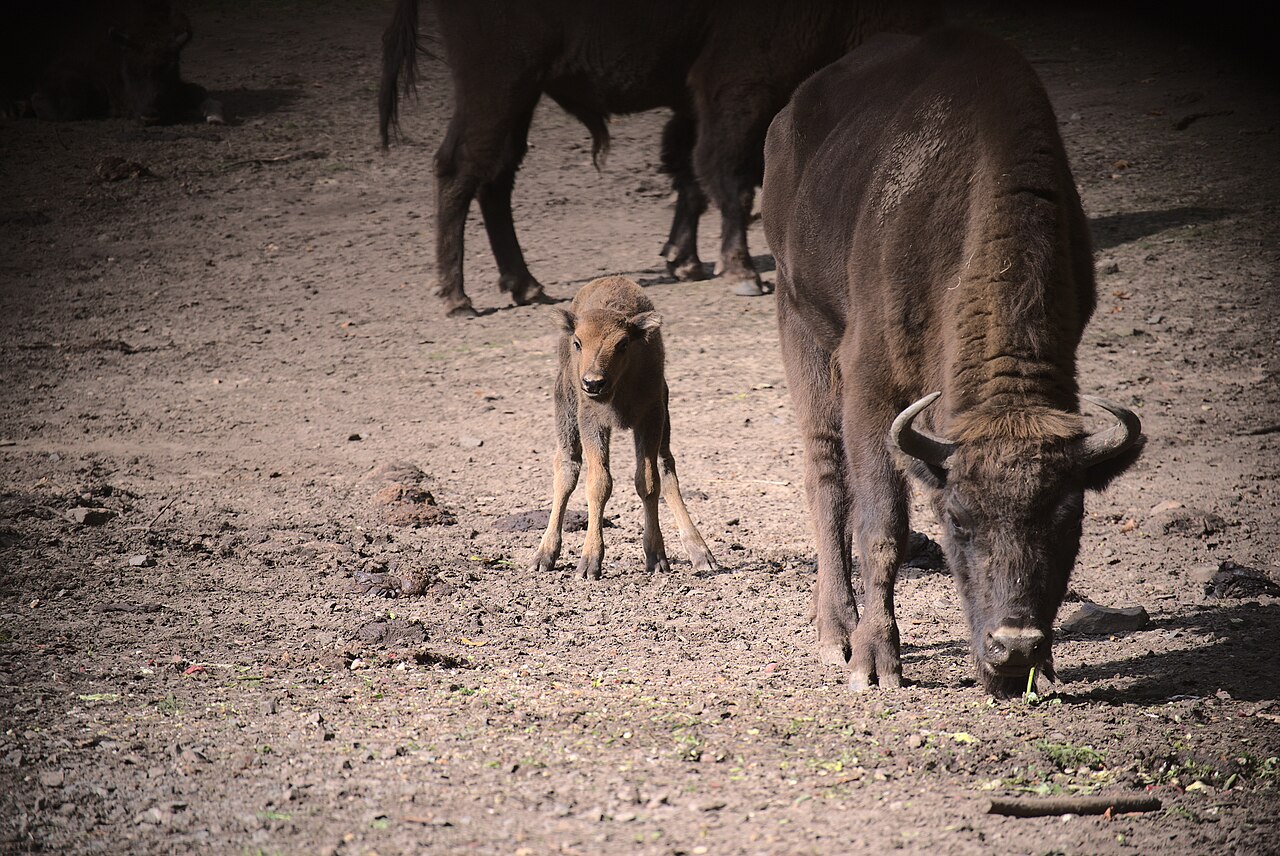 European bison