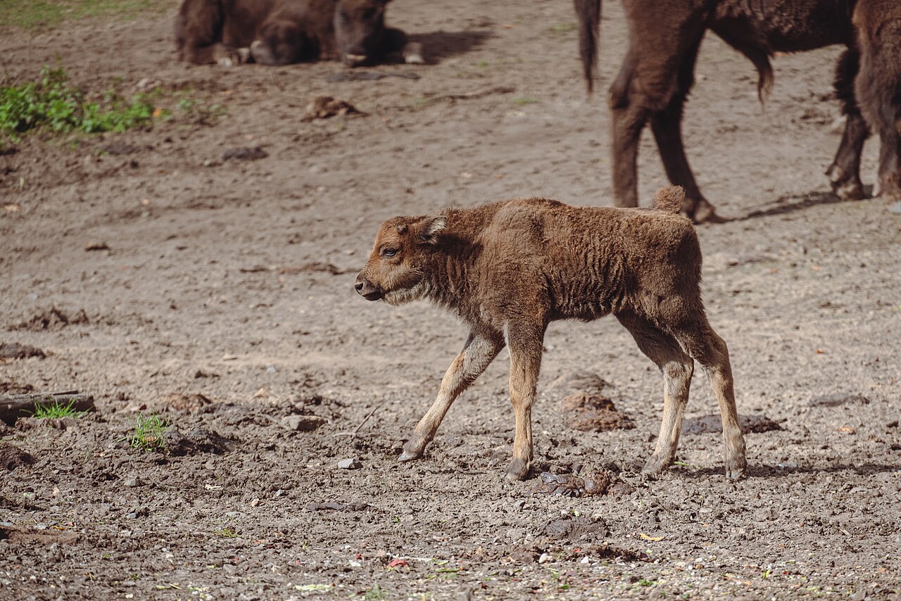 European bison
