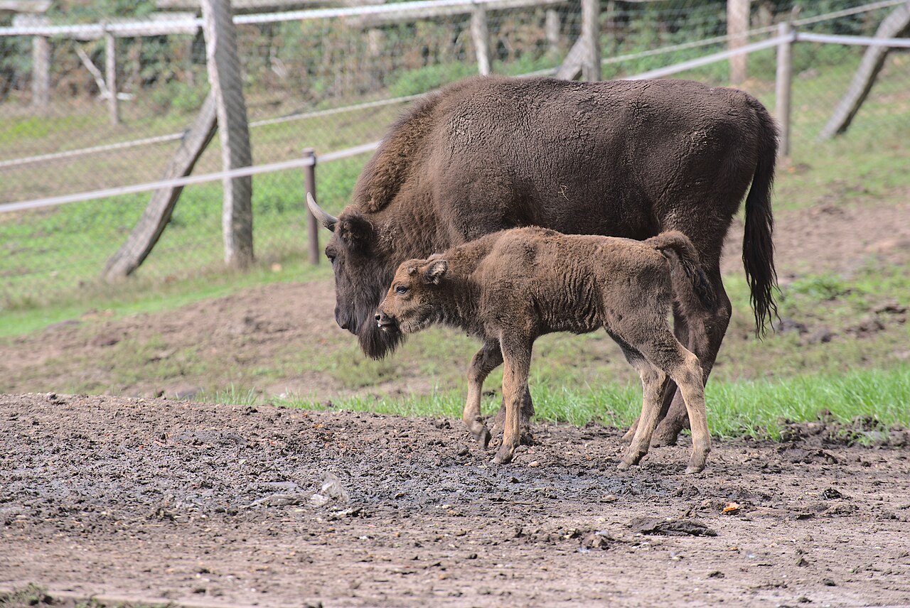 European bison
