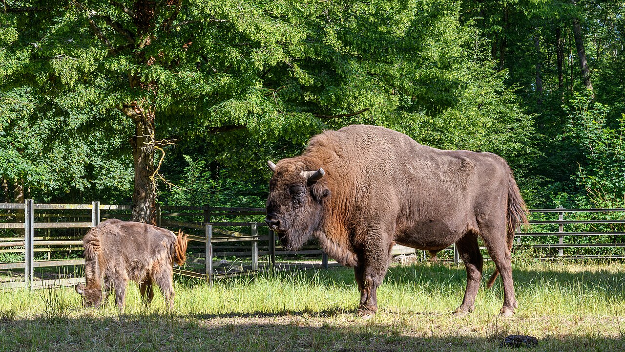 European bison