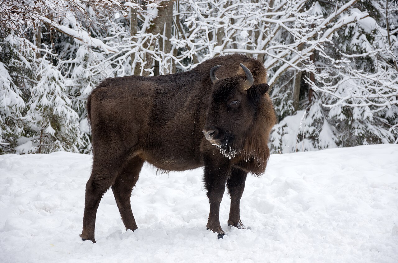 European bison