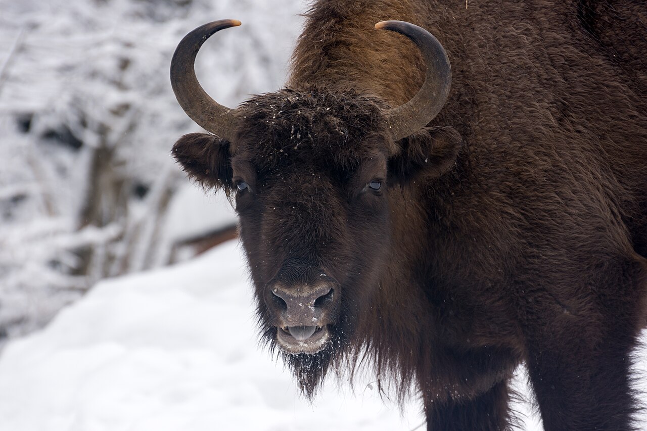 European bison