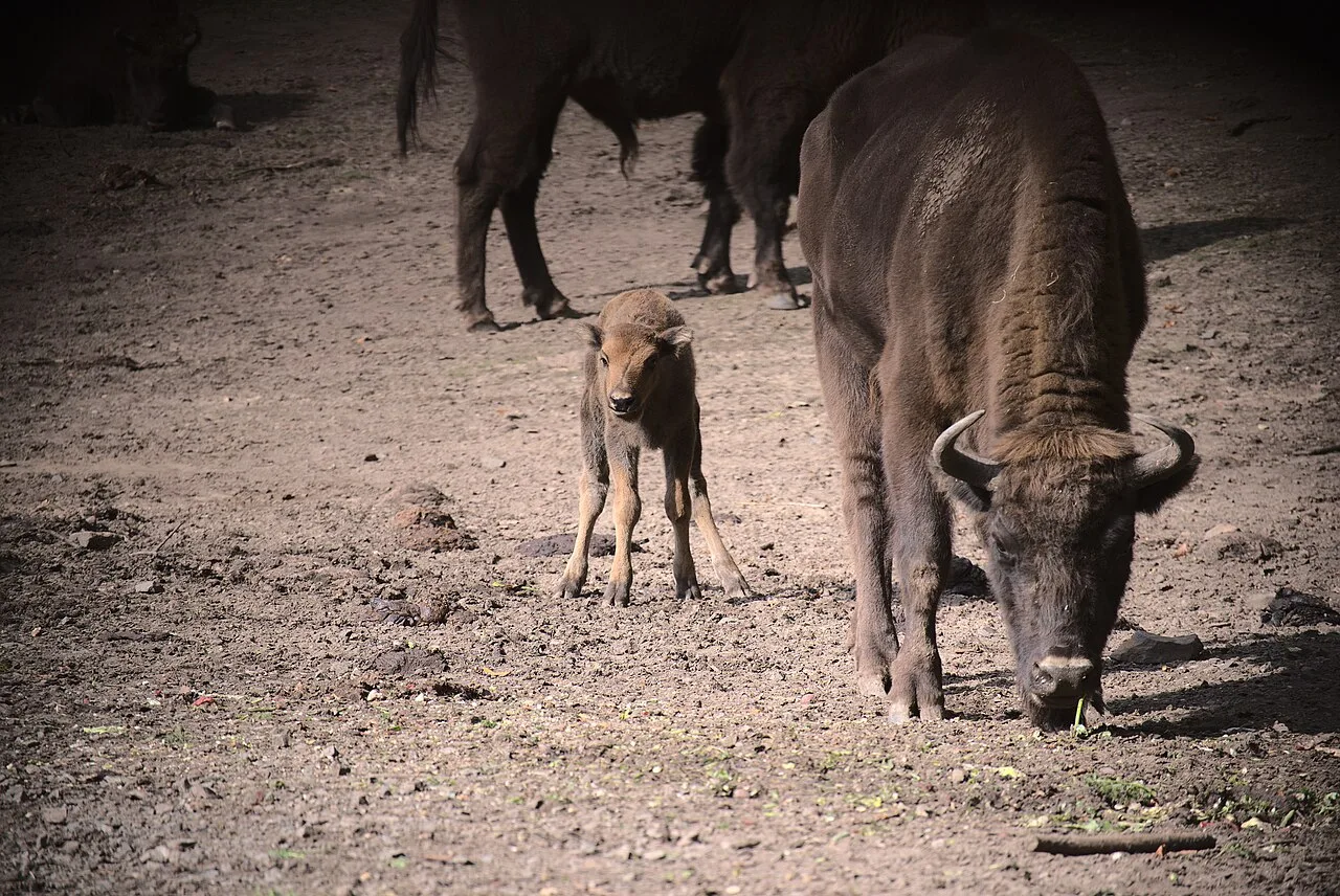 European bison