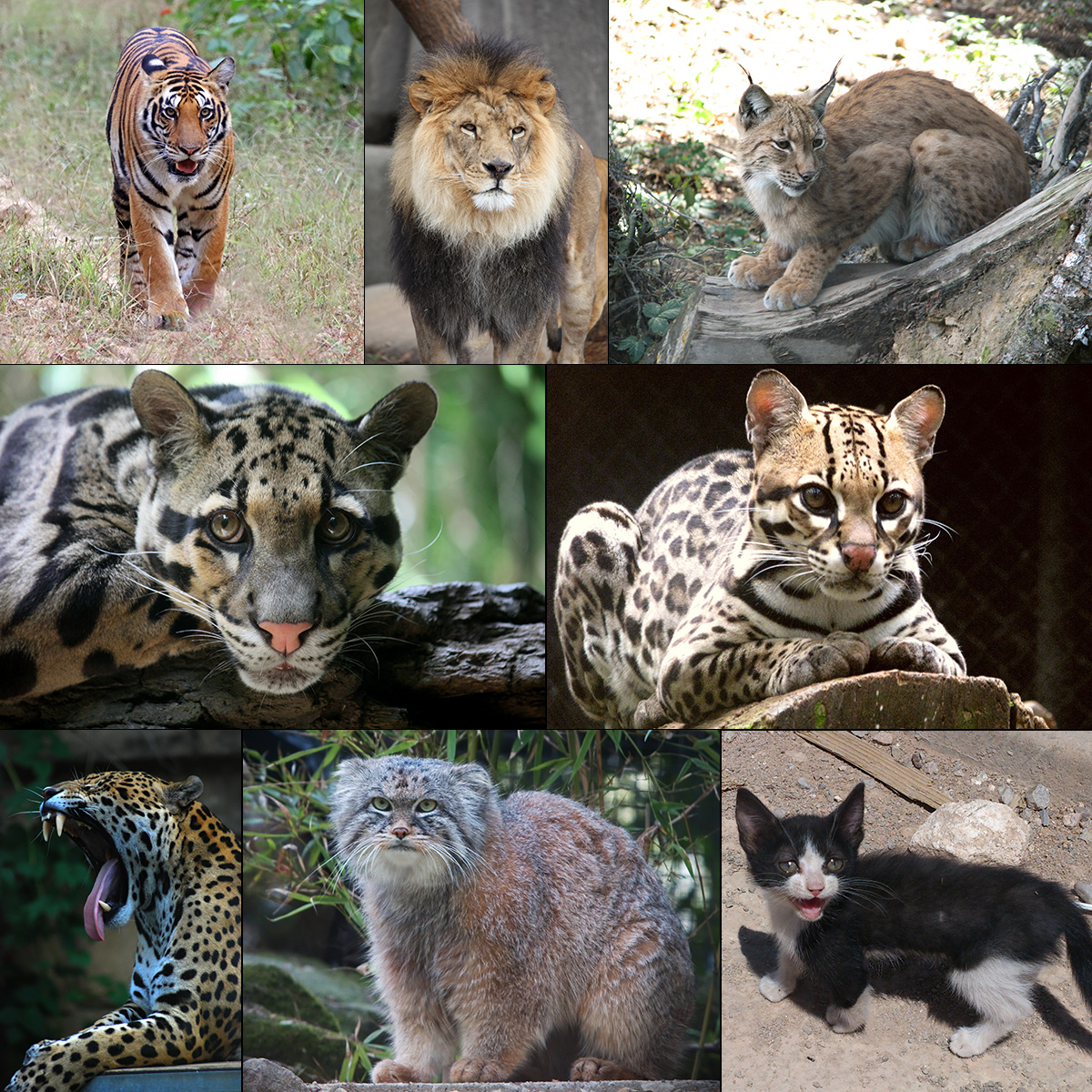 Felidae