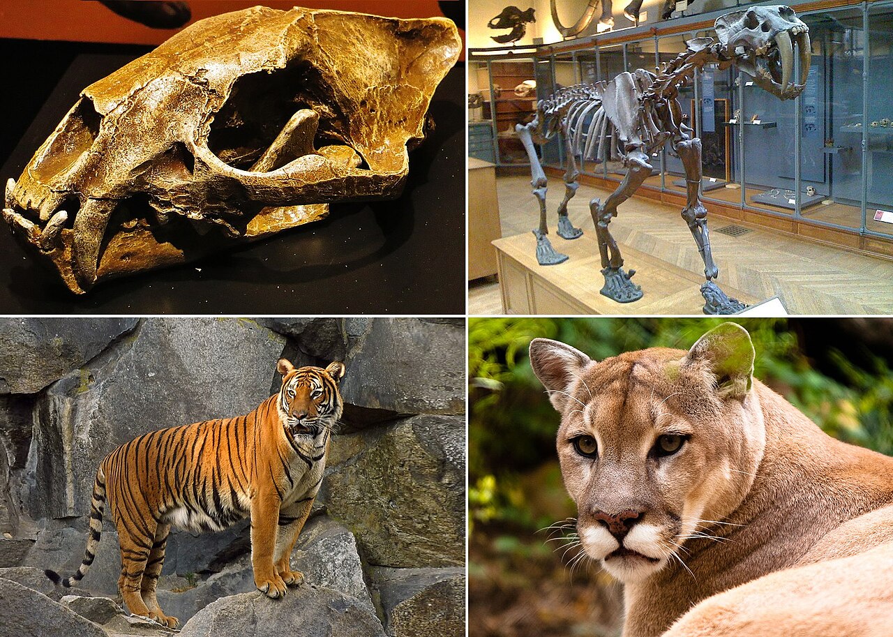 Felidae