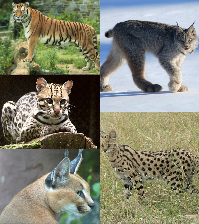 Felidae