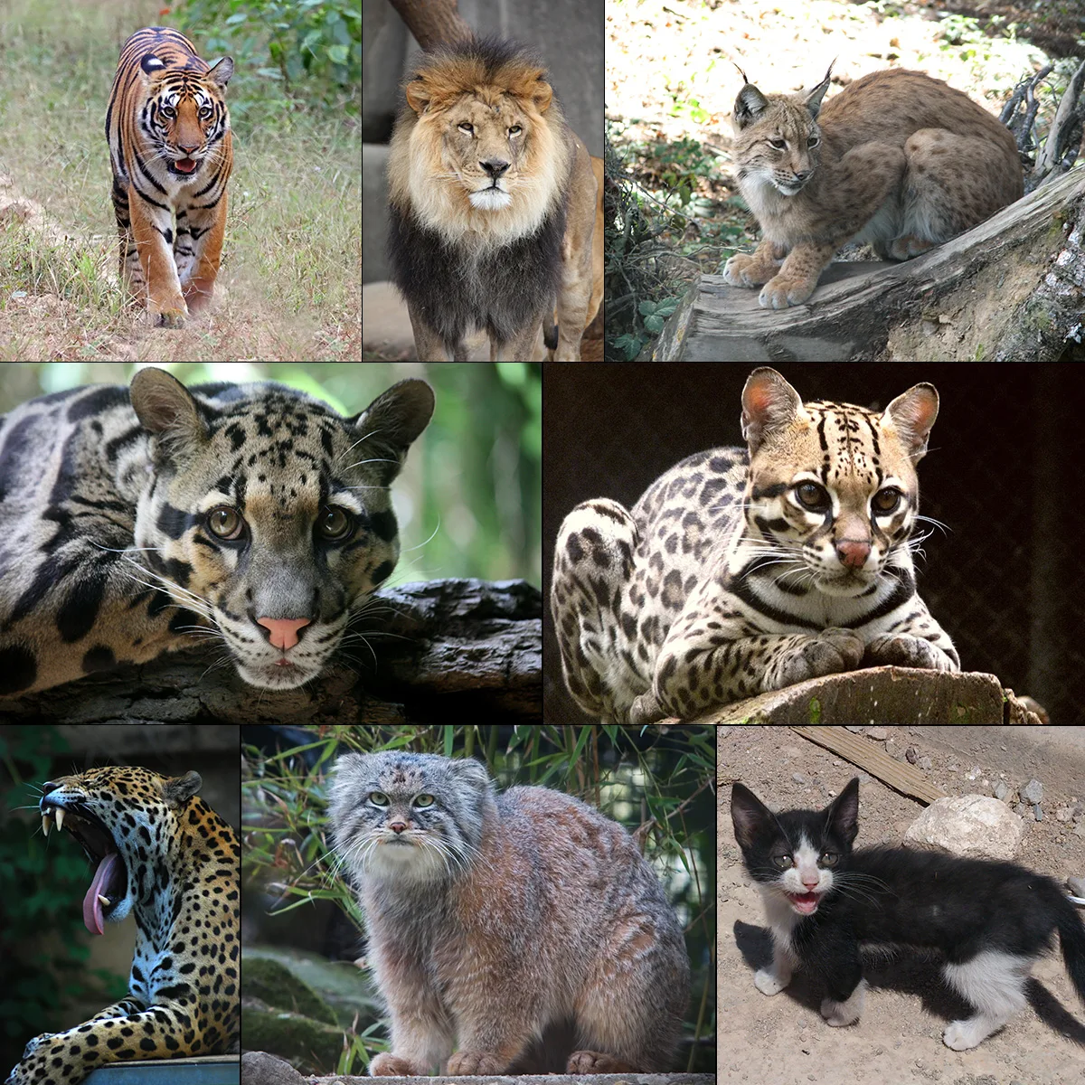 Felidae