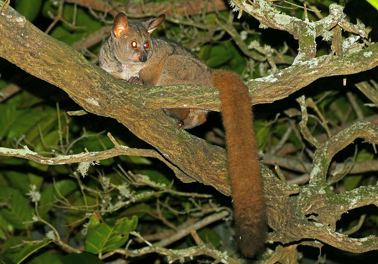 Galago
