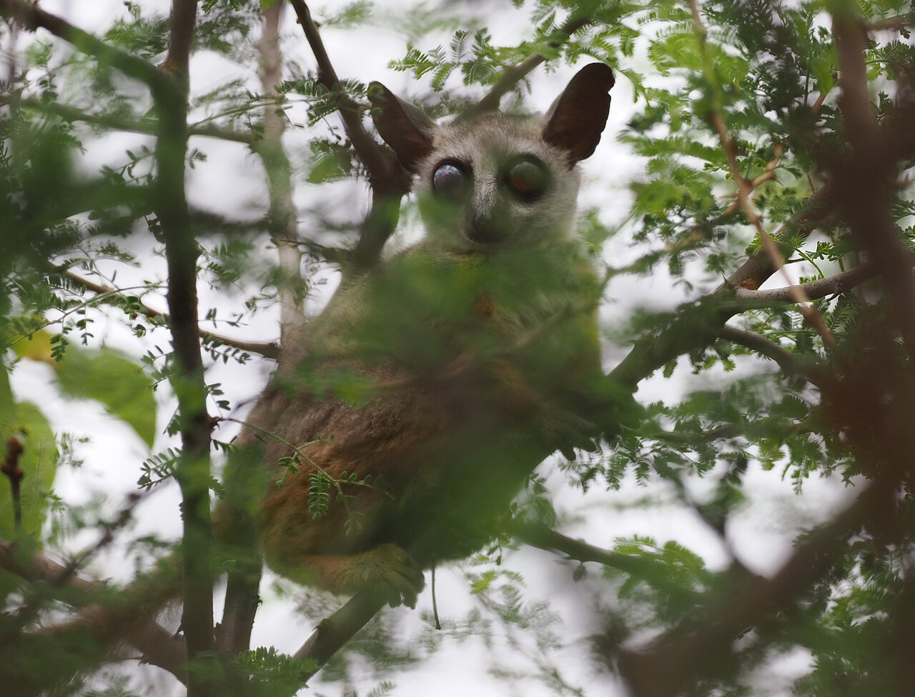 Galago