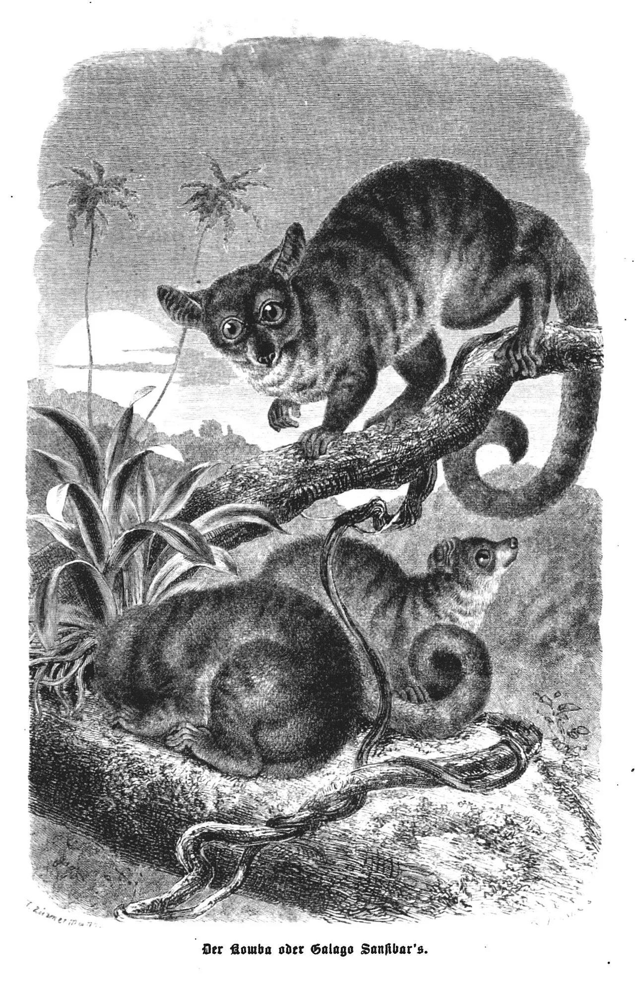 Galago