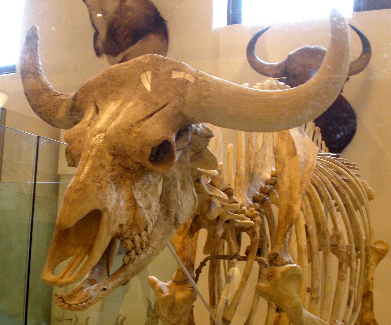 Gaur