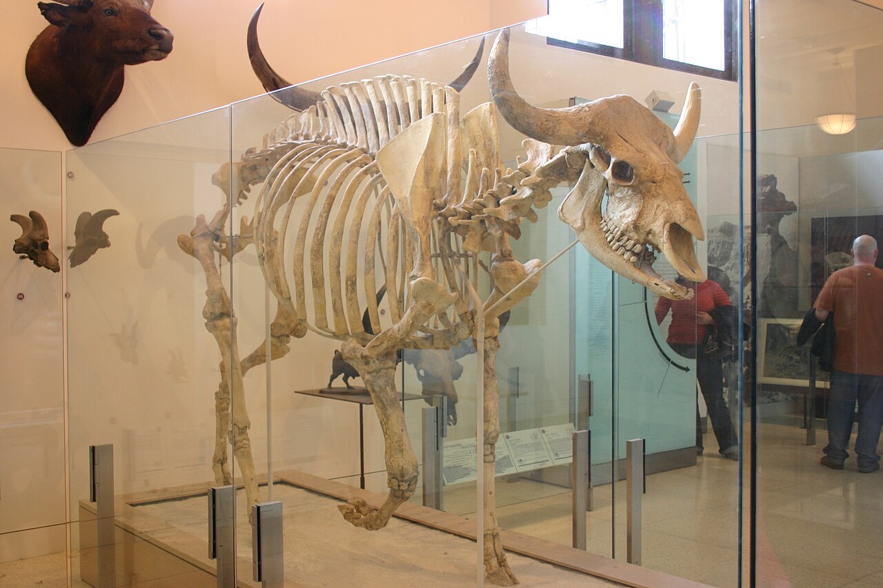 Gaur