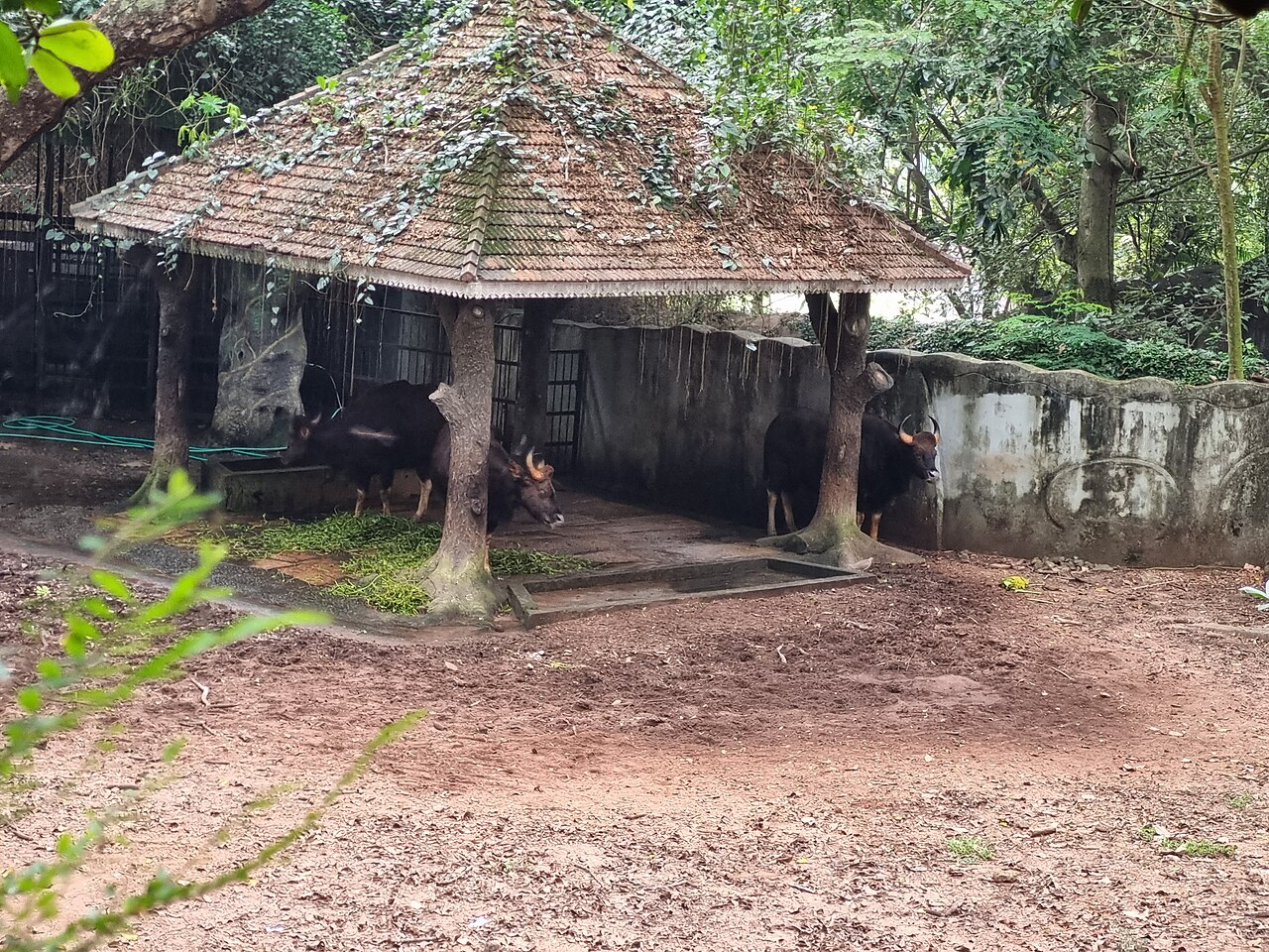 Gaur
