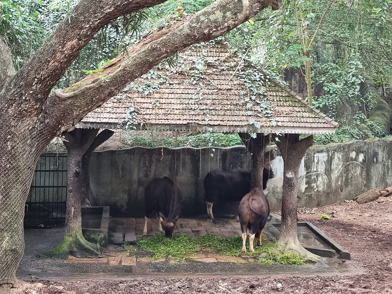 Gaur