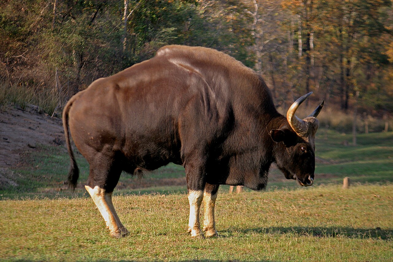Gaur