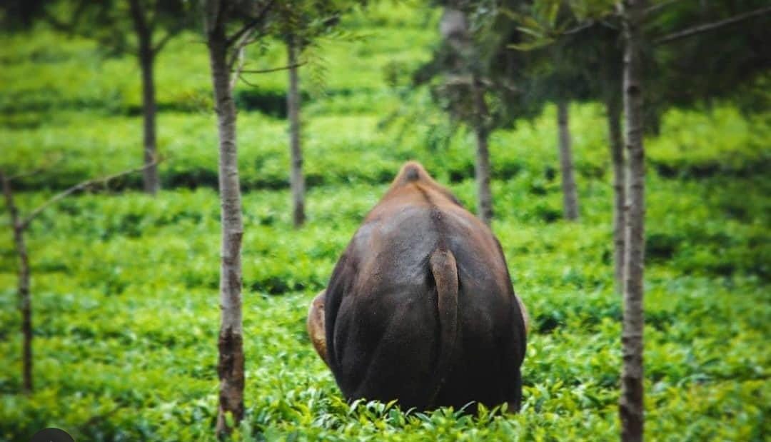 Gaur