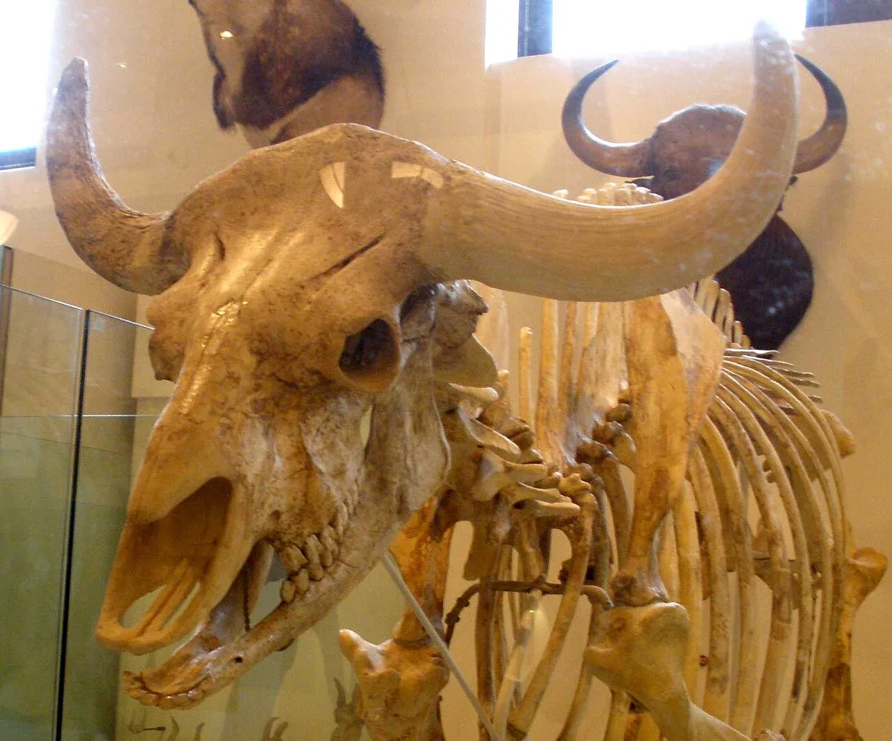 Gaur