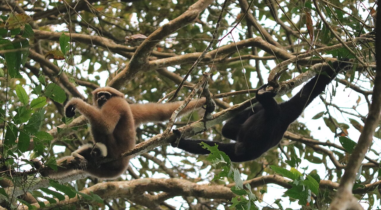 Gibbon
