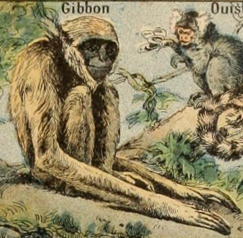 Gibbon