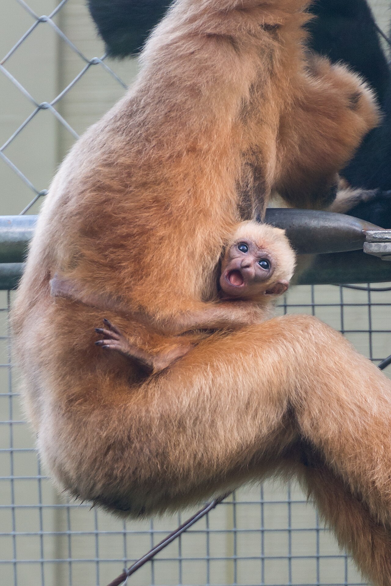 Gibbon