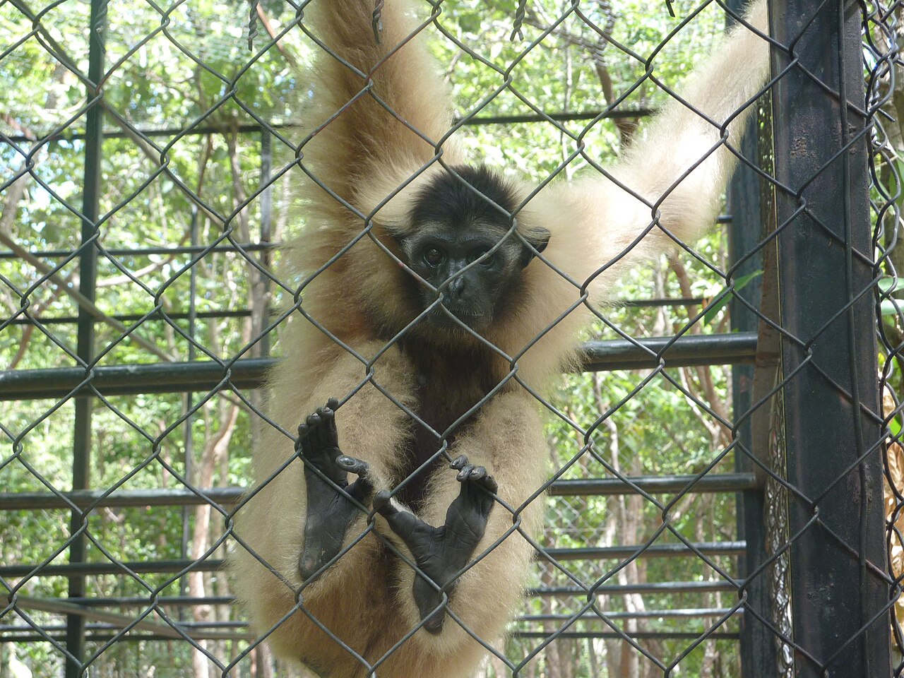 Gibbon