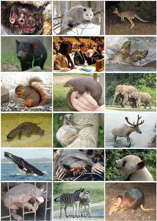 Mammal