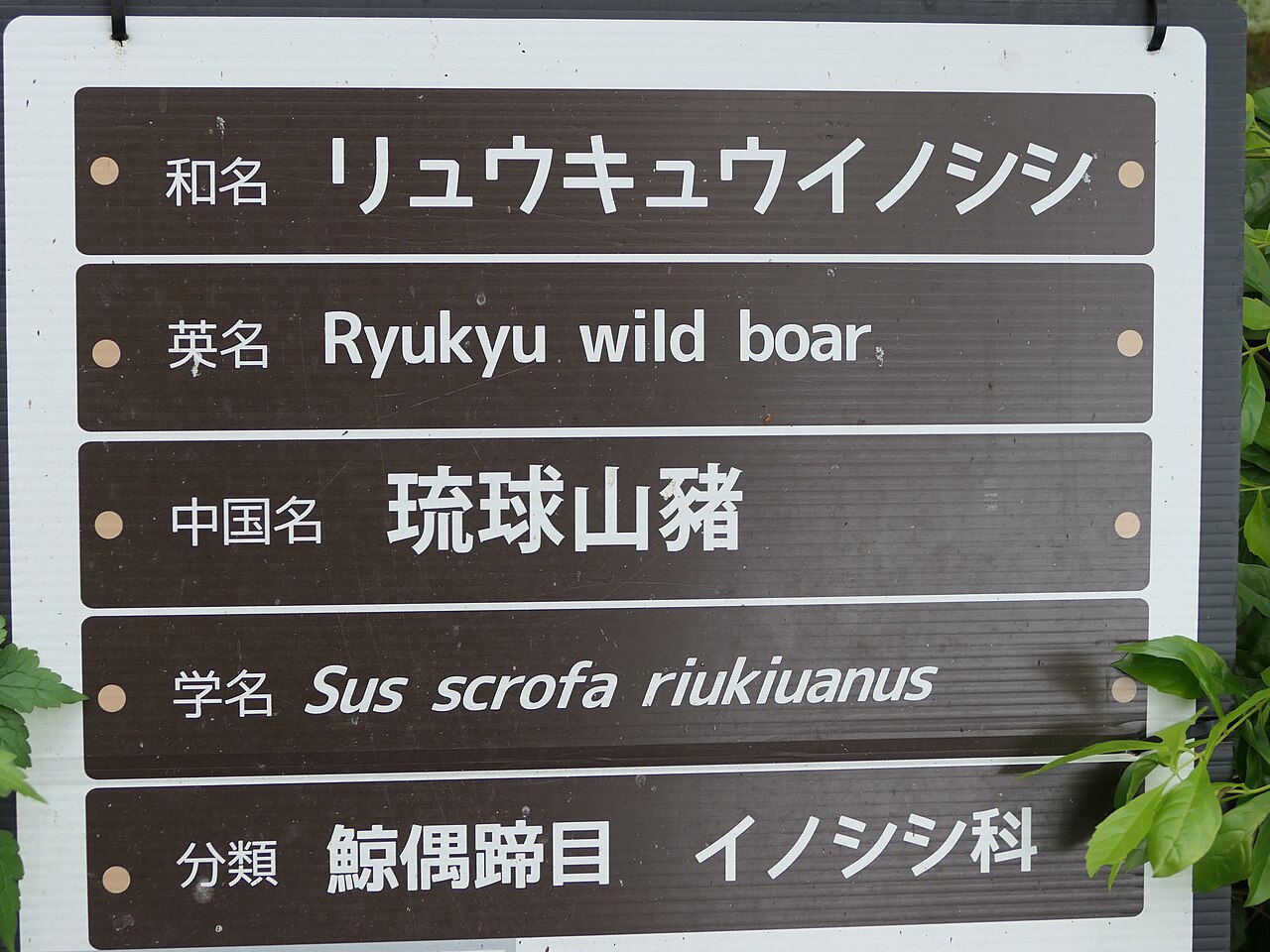 Mammal